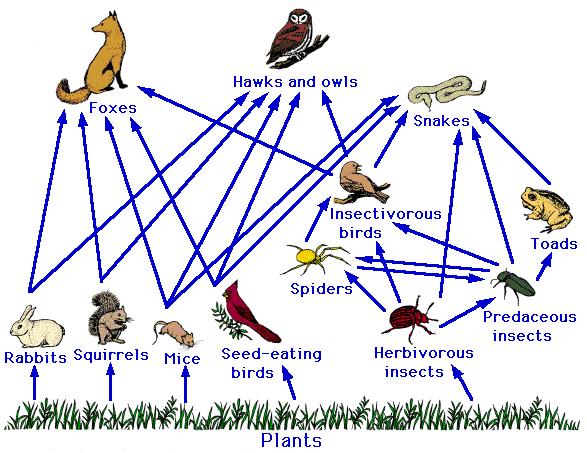 simple food chain diagram. Figure 1: A Simple Food Web ¨C