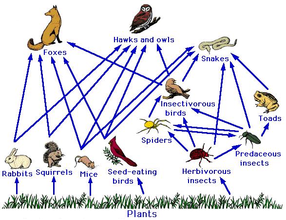 rainforest food chain diagram. rainforest food chain diagram.