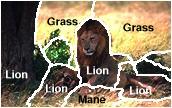 Labeled lion