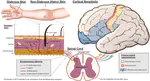 Characterizing affiliative touch in humans and its role in advancing haptic design